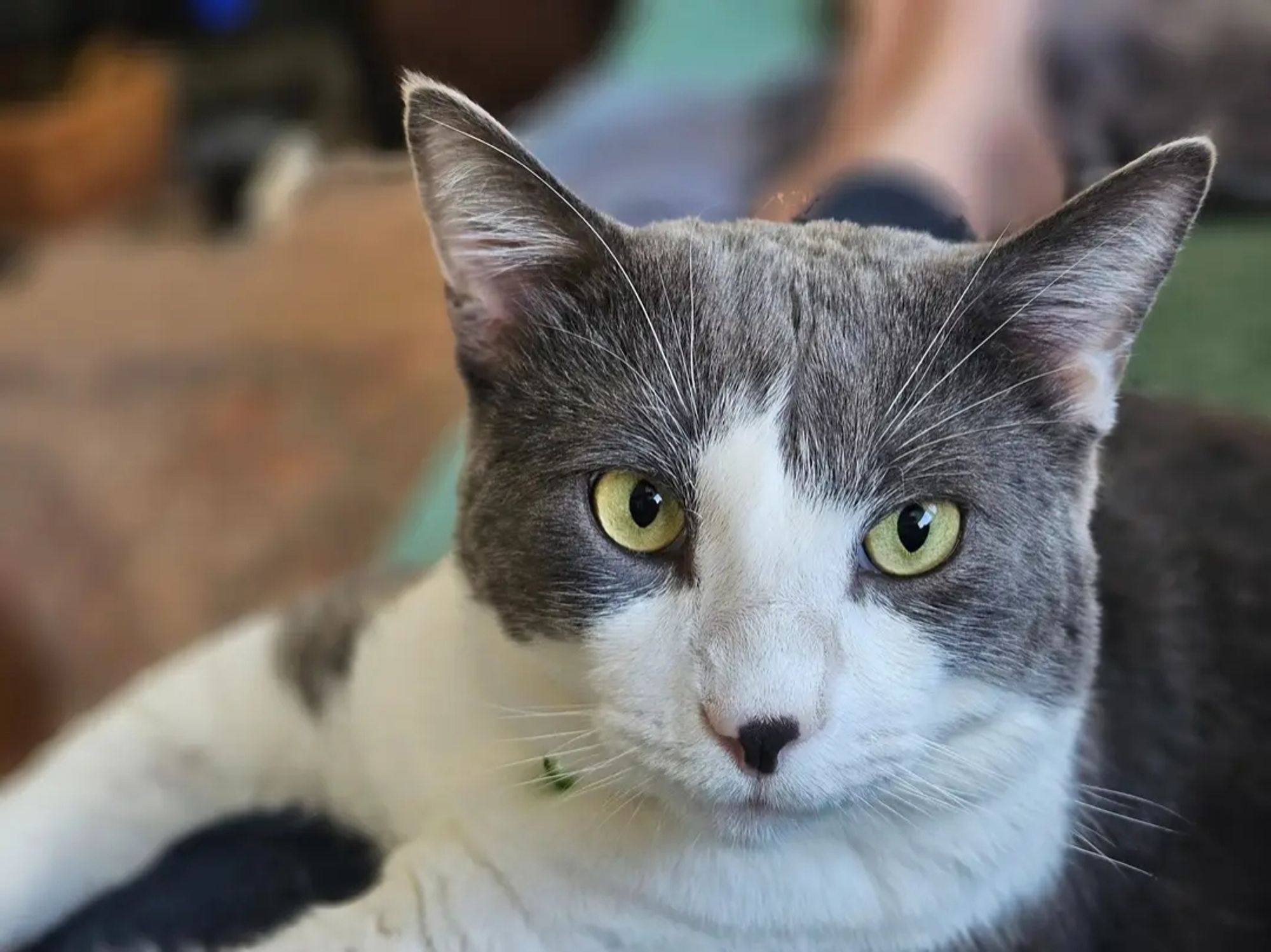 A pic of my gray and white cat, Mochi, looking at me with his bright green eyes.