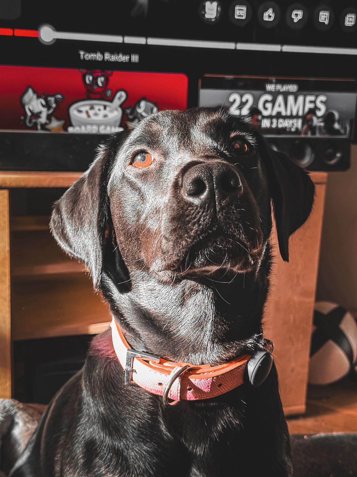 A black dog with brown eyes looks into the camera