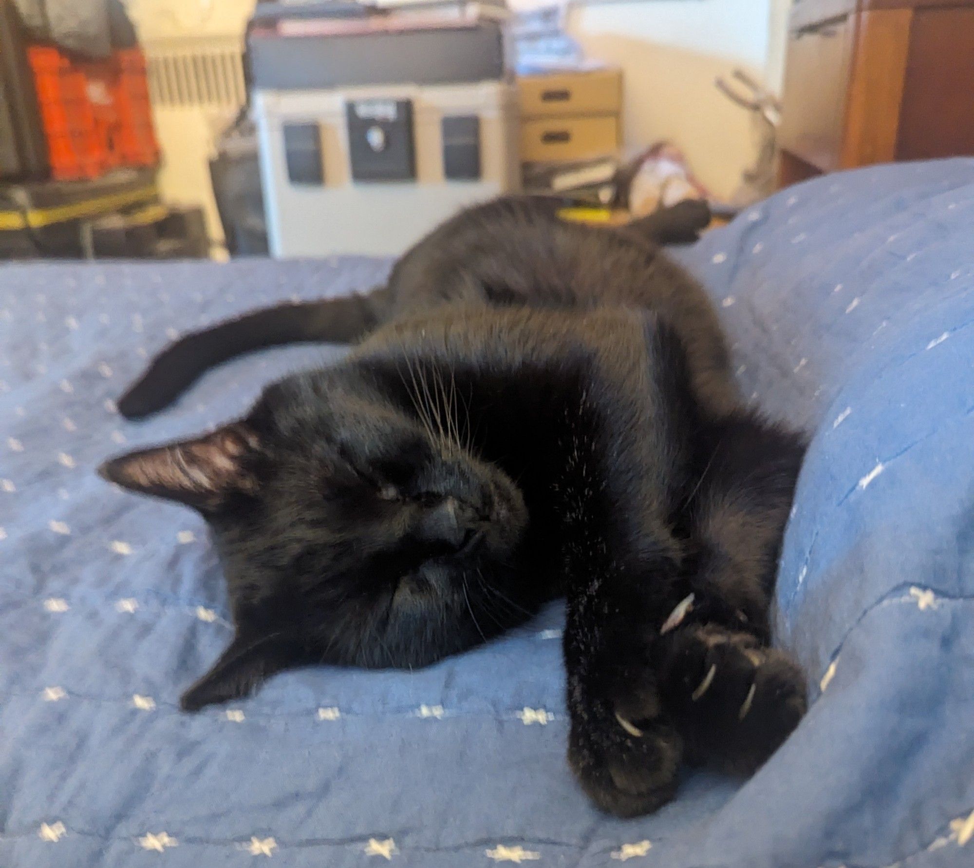 Mr Muffin, a large black cat, asleep on a bed