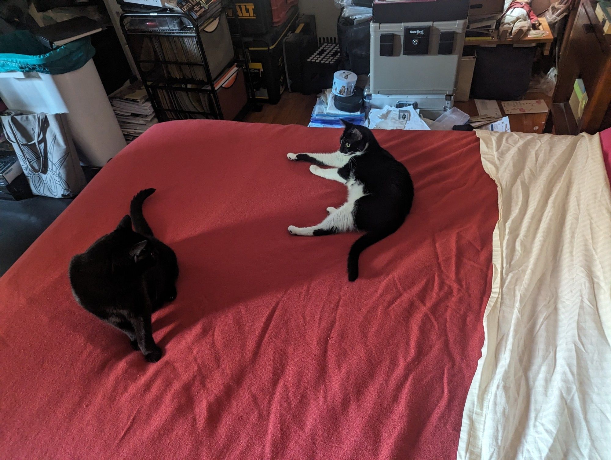 A fat black cat, Mr Muffin, and a small oreo cat, Cupid, lounging on a half-made bed