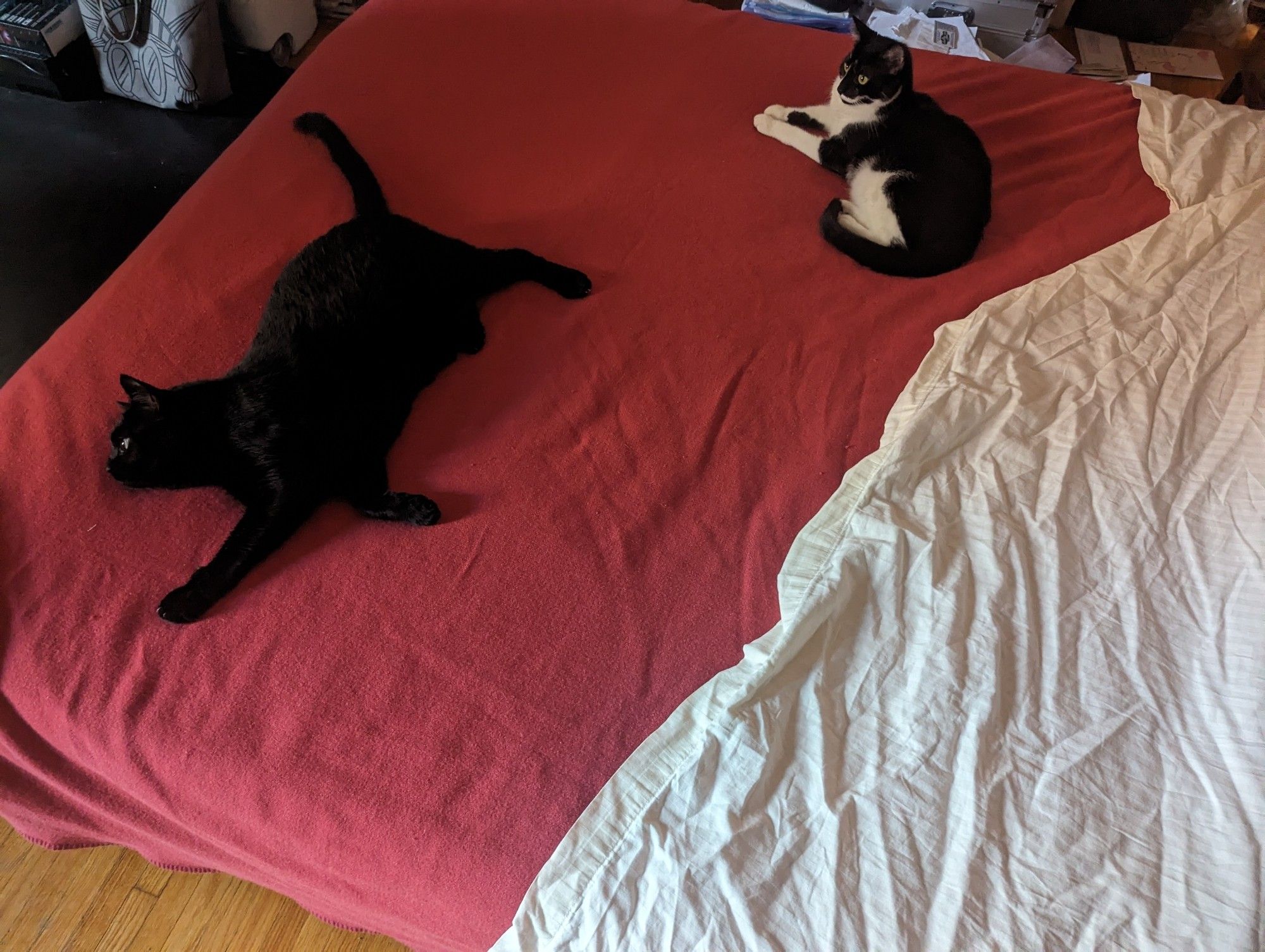 A fat black cat, Mr Muffin, and a small oreo cat, Cupid, lounging on a half-made bed