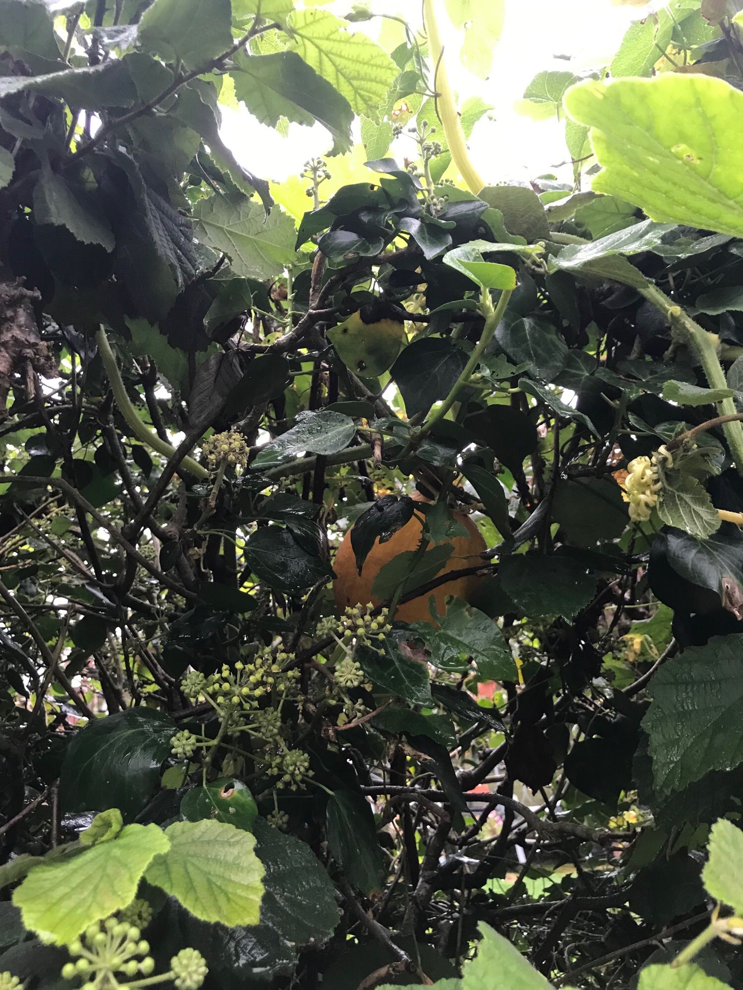 A hedgerow with a pumpkin squash growing up in its branches