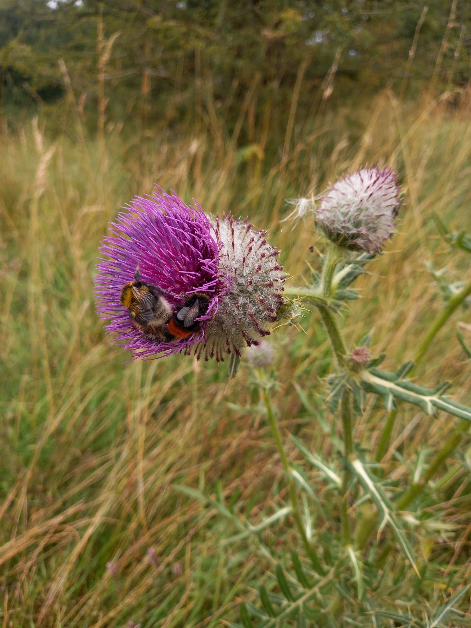 Bees on a purple thistle bloom, amongst long grass.