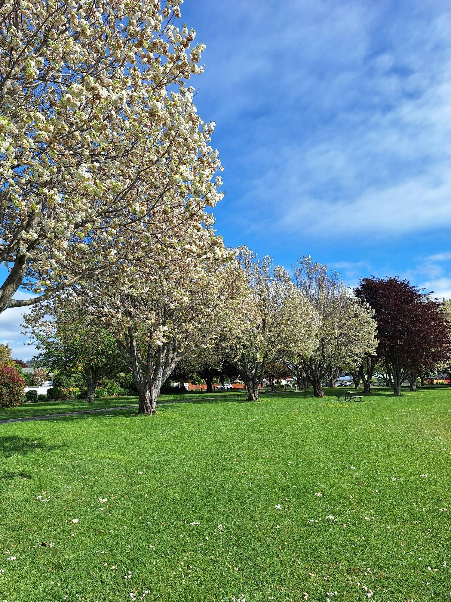 Trees of white blossoms that did not go well with me having forgotten my hay fever pill. At least I'm blaming them