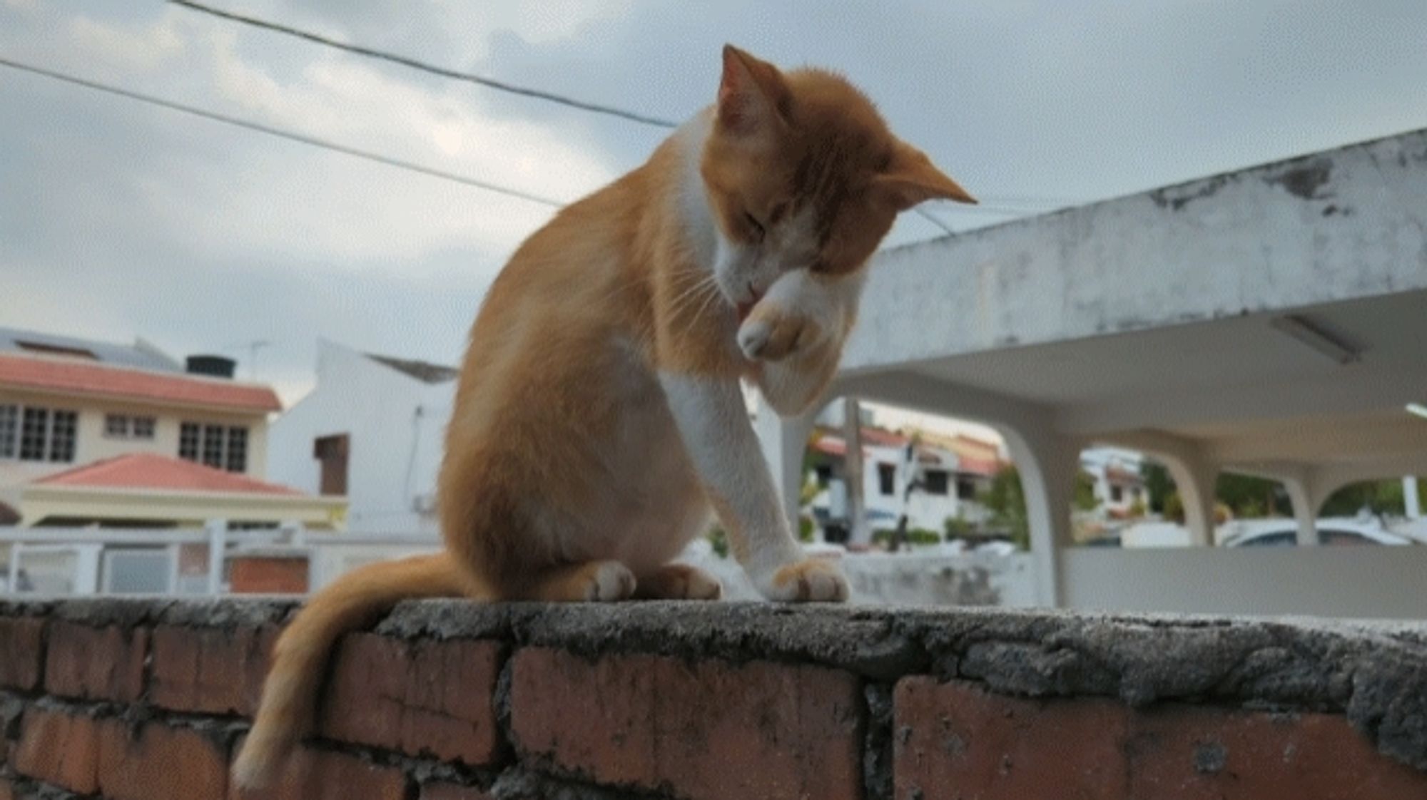 Nacho grooming himself as he sits on a partition wall between houses.