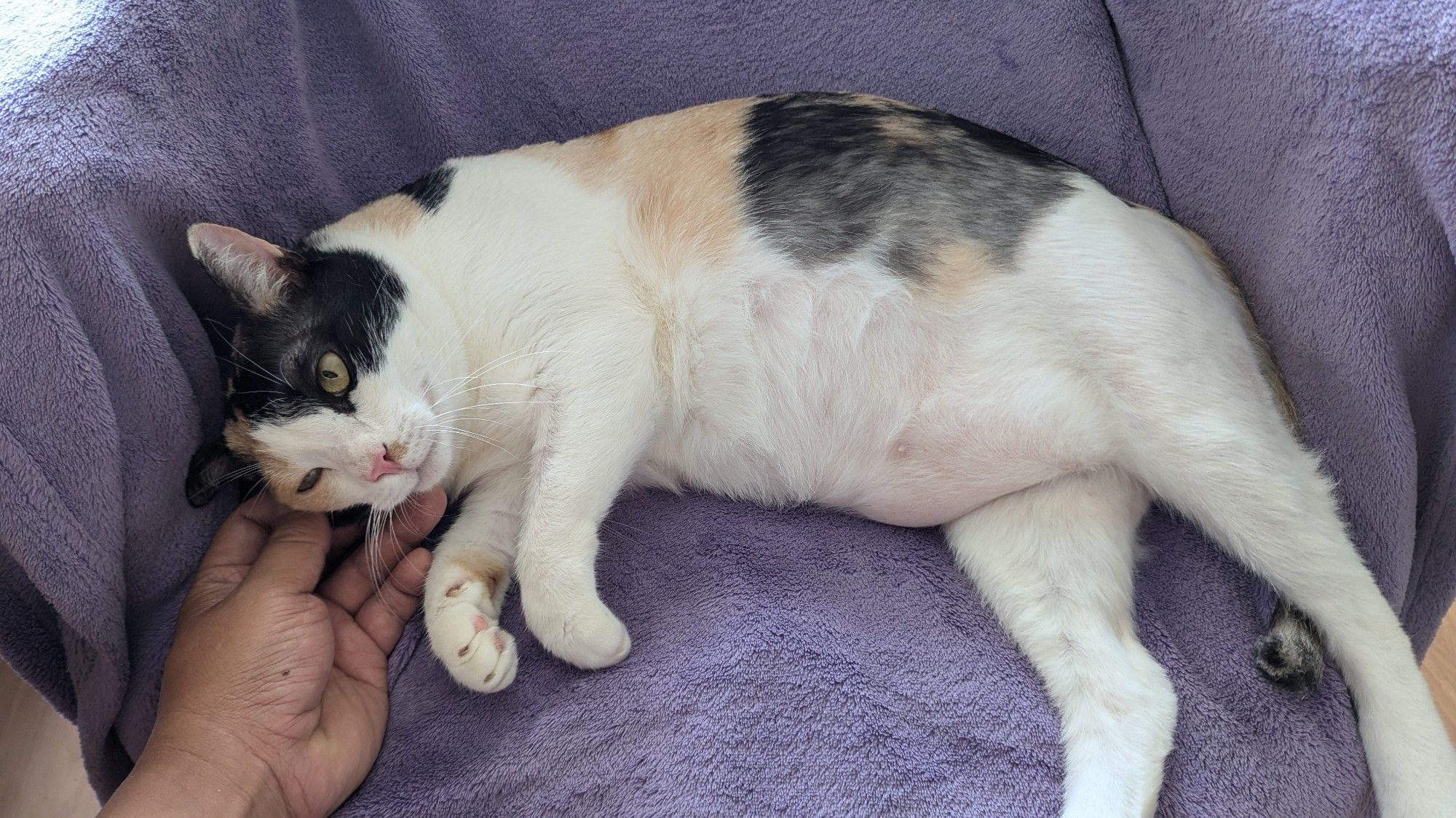 Bailey is an adult Calico cat. She's lying on her side on my chair as I stroke her cheek.