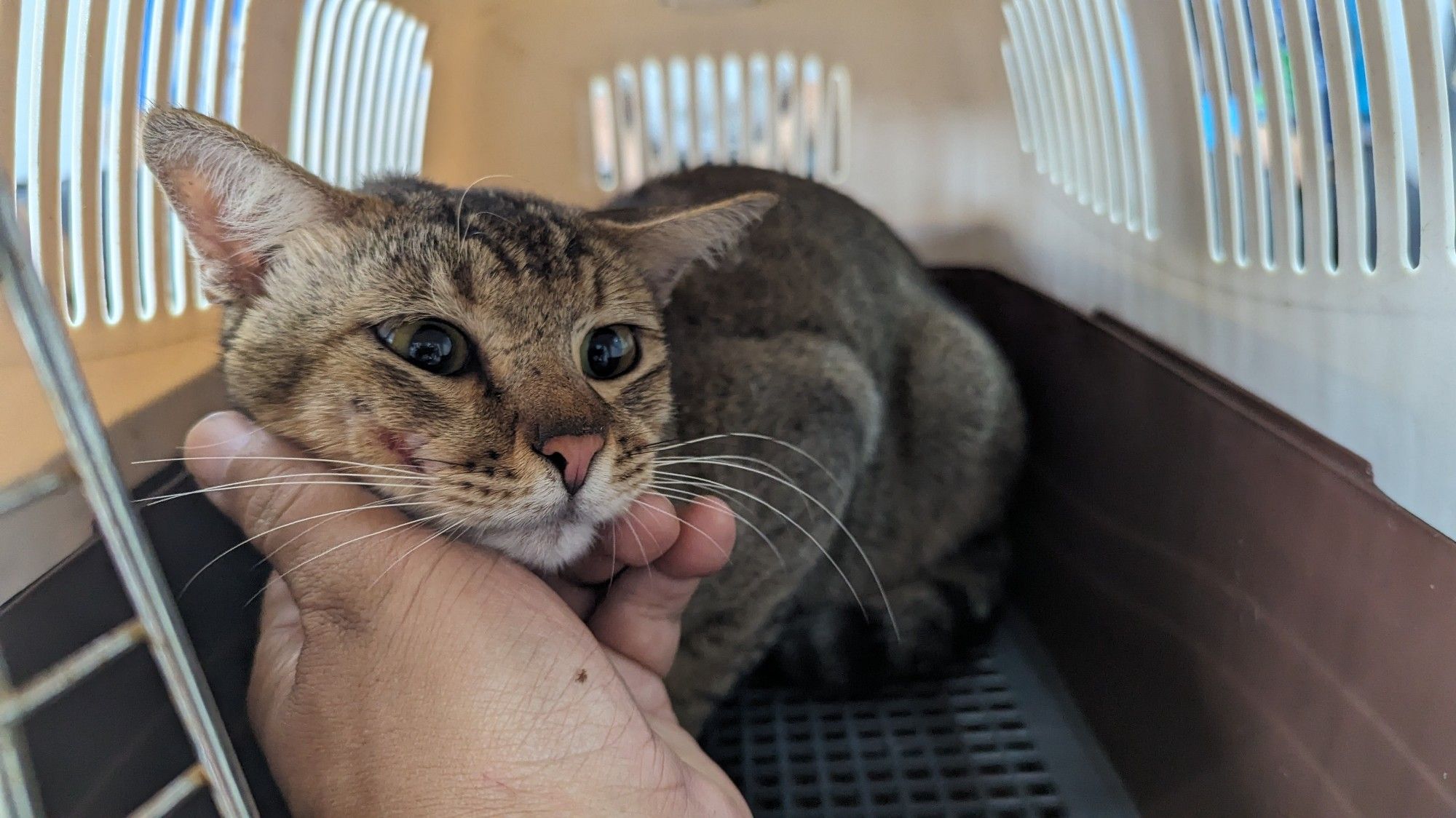 Miyyu, a neighbourhood stray, sitting in a carrier. He had an abscess in high right cheek, and had to get it drained and cleaned.