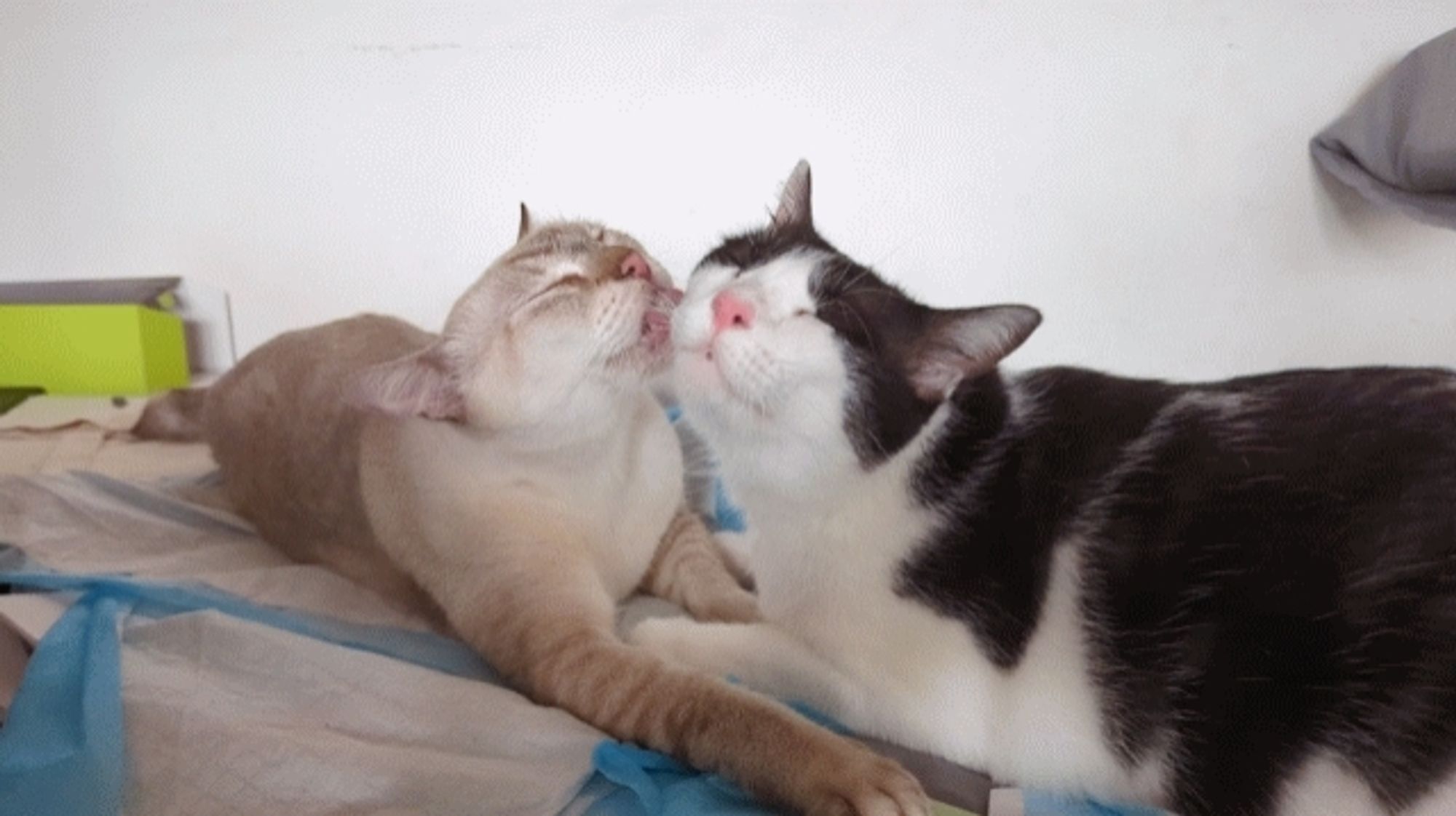 Whitey and Jack are adult cats that I rescued as kittens. They are bonded, and in this picture, Whitey is grooming Jack.