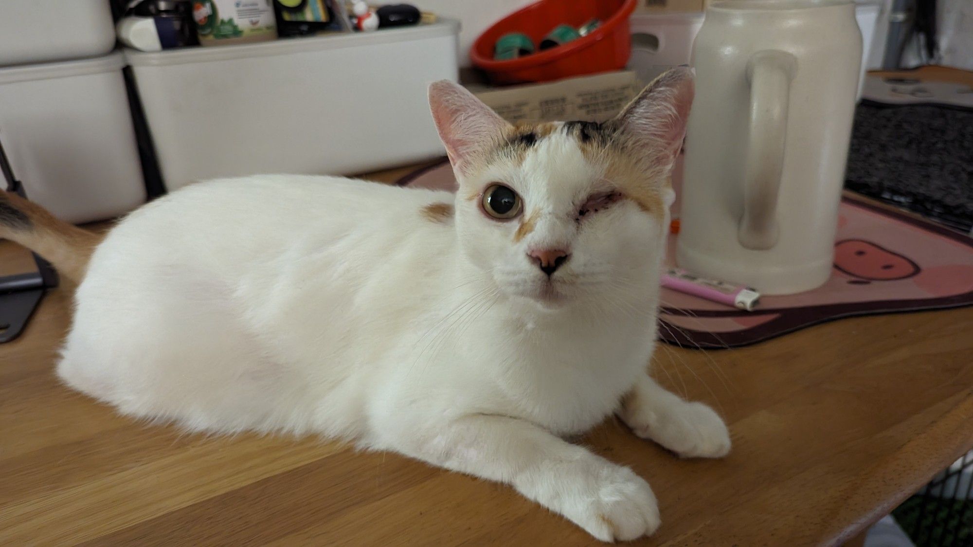 River is a one eyed rescue cat. She's about 5 years old now. In this picture, she's sitting on my work table.