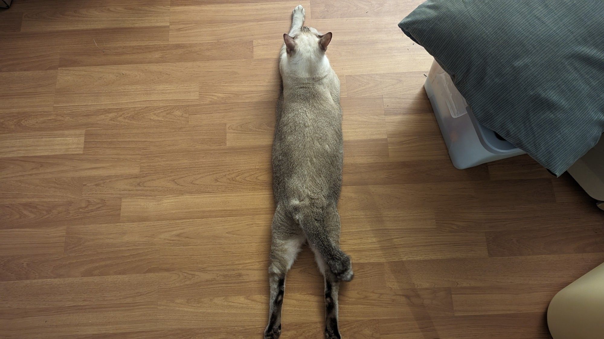 Whitey, an adult Siamese cat, rescued as a kitten. He's splooting (sitting on the floor with his belly to the floor) because there is an ongoing climate crisis.