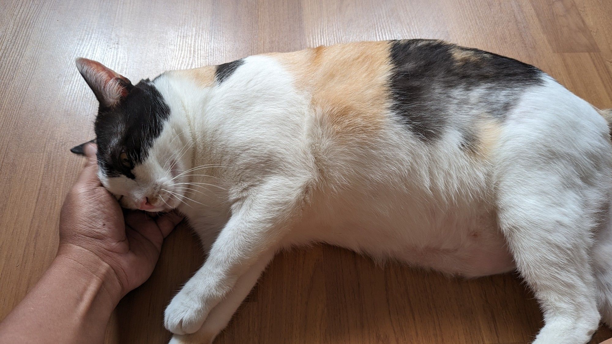 Bailey is an adult Calico cat, rescued as a kitten. She's lying down on the floor, and using my hand as a pillow.