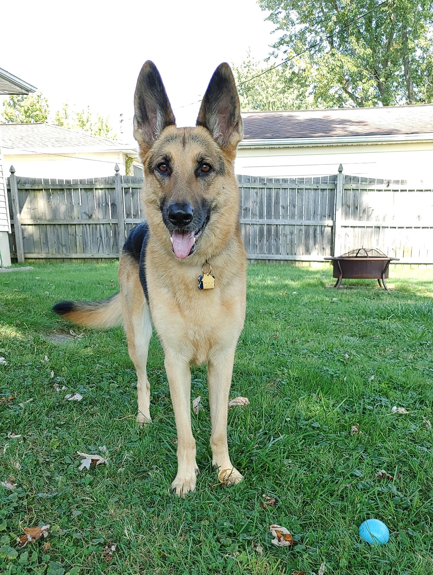 Karma, 5 year old German Shepherd. 