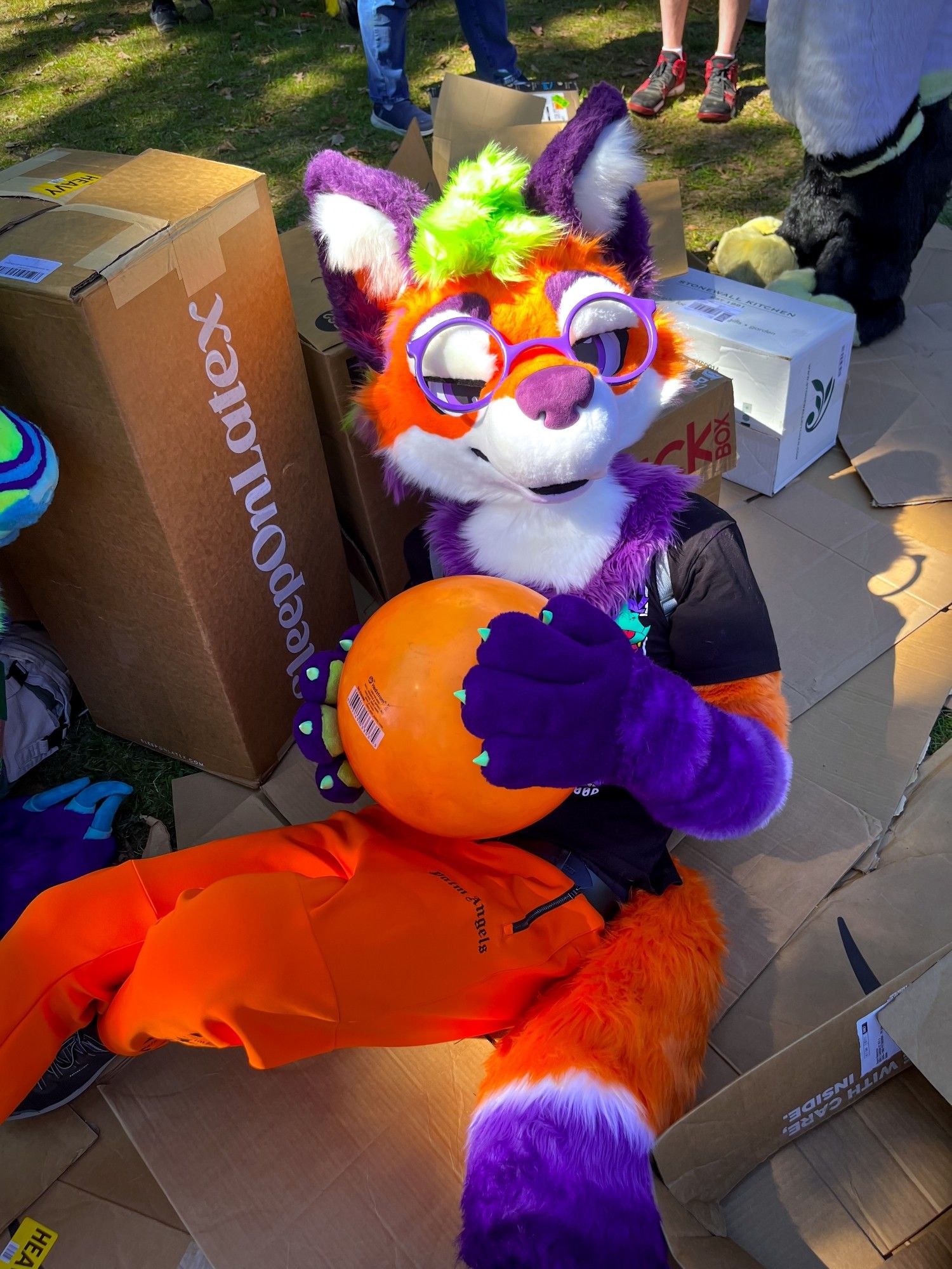 a vibrant maned wolf holding an orange colored ball sitting on broken/flatten cardboard boxes