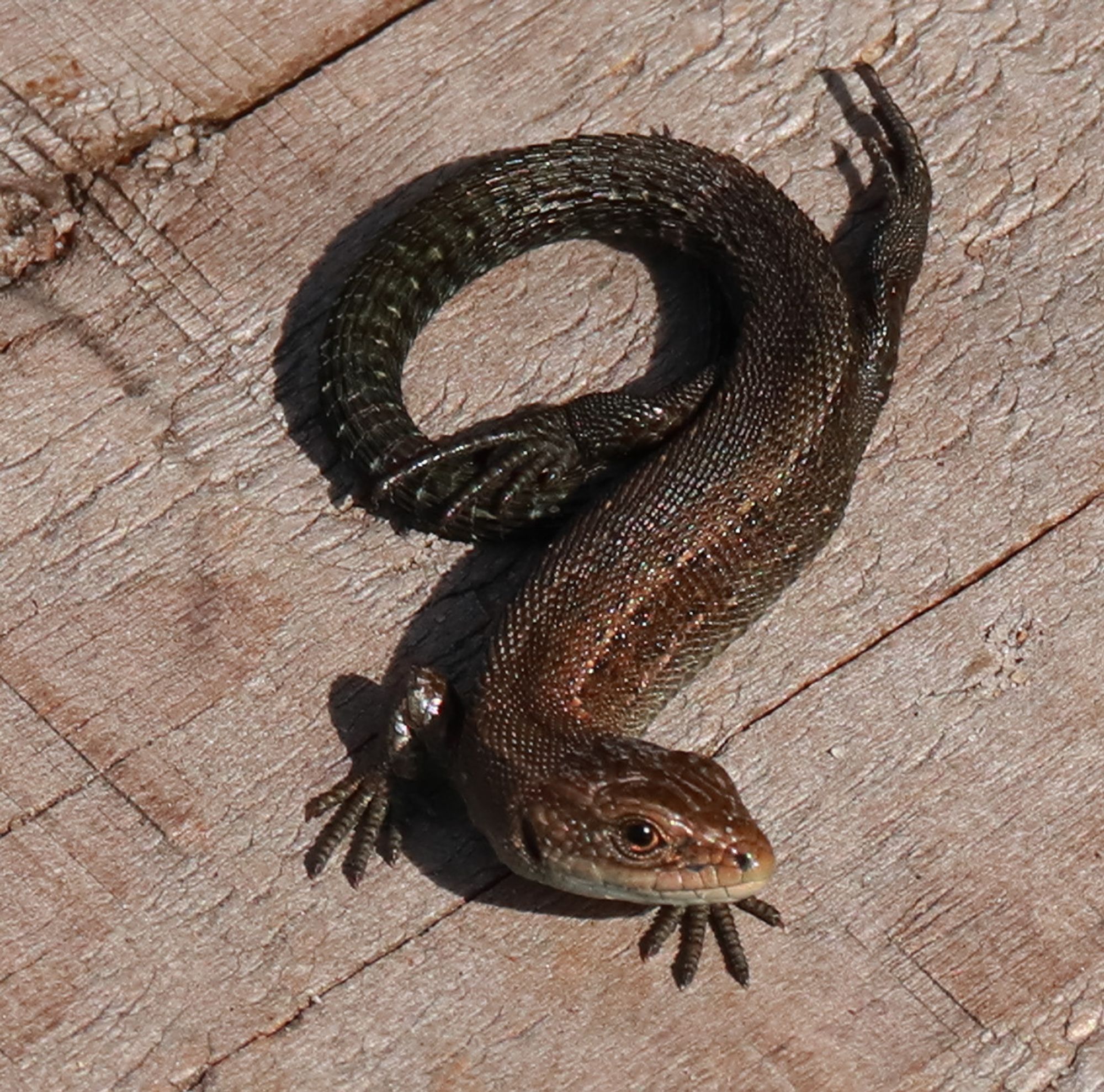 A small brown lizard rests with its head up and tail curled into a ring, with one hind leg resting there.