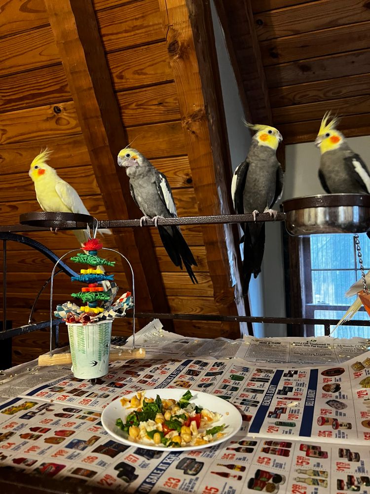 Enoch, Scarlett, Eevee, and Solvieg. A yellow lutino and four grey and and yellow cocktails piercing over their dinner plate. 