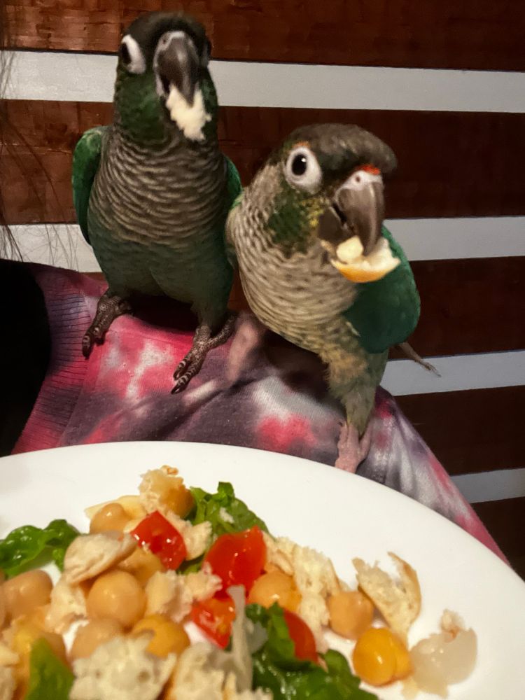 Two perfect green cheek conures, Korra and Kylo, eating lettuce, chickpeas, spicy hummus, tomatoes, pita, and naan off of a white plate while sitting on my shoulder.