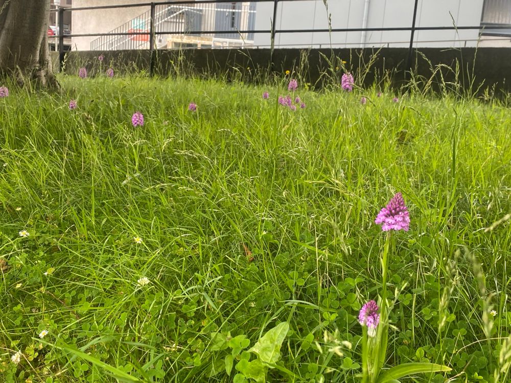 About a dozen Pyramidal Orchids growing in long grass. 