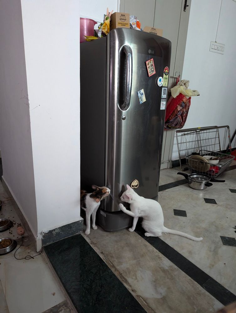 cats white and calico inspecting the transparent covering of a fridge