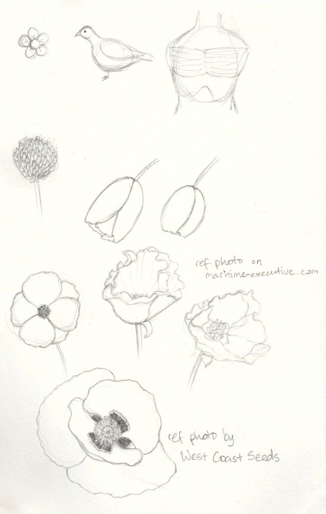 Along the top are doodles of a flower, a pigeon and an attempt at a human torso with pectorals. Below that are doodles of a clover flower, and two mostly closed poppy flowers. At the bottom are studies of poppy flowers, the top three from reference photos on maritime-executive.com, and the bottom one from a reference photo by West Coast Seeds.