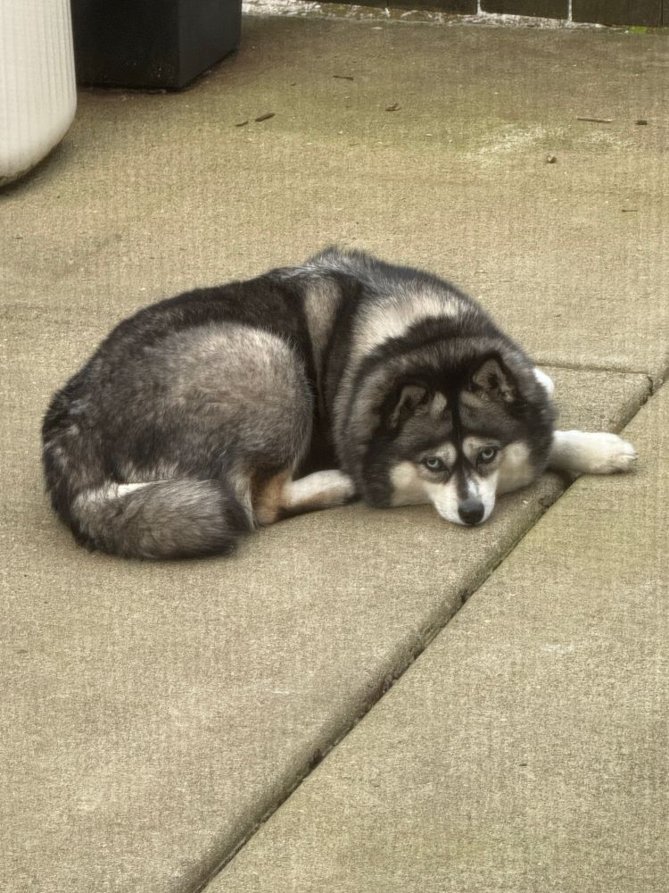 Mini husky mad about something.  