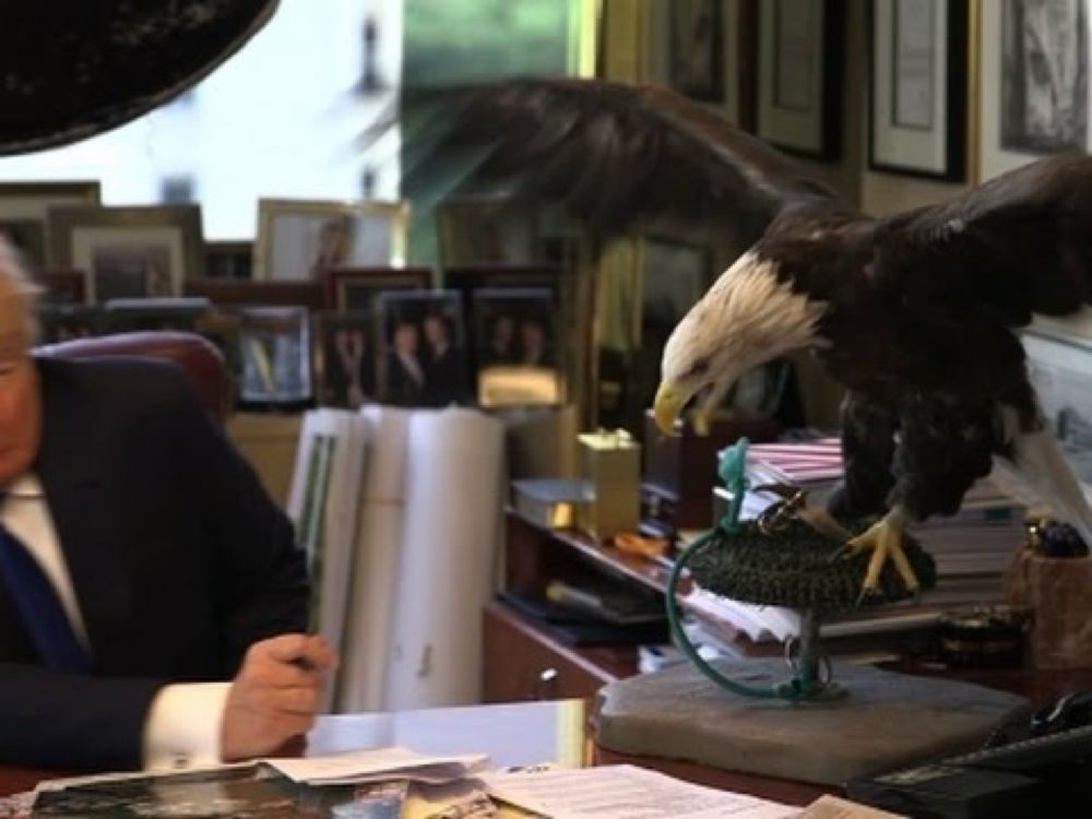 Raw: Bald Eagle Attacks Trump During Photoshoot