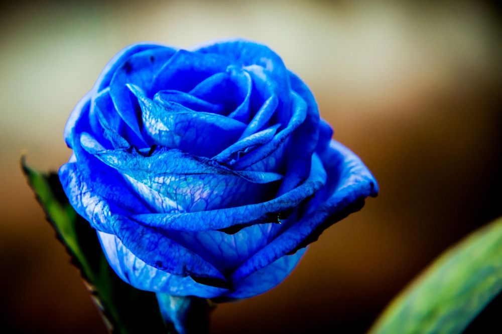 A blue rose, signifies a death in the ME/CFS community.