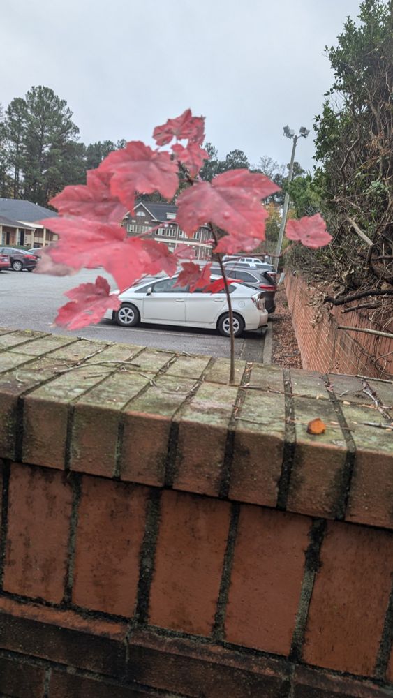 A small maple tree growing out of the top of a brick wall