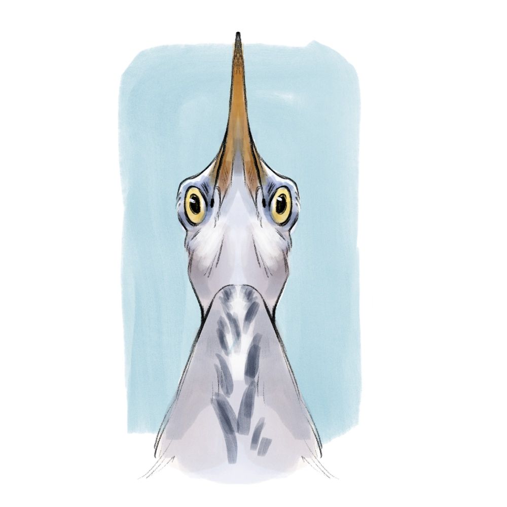 Illustration of a heron from a low angle
