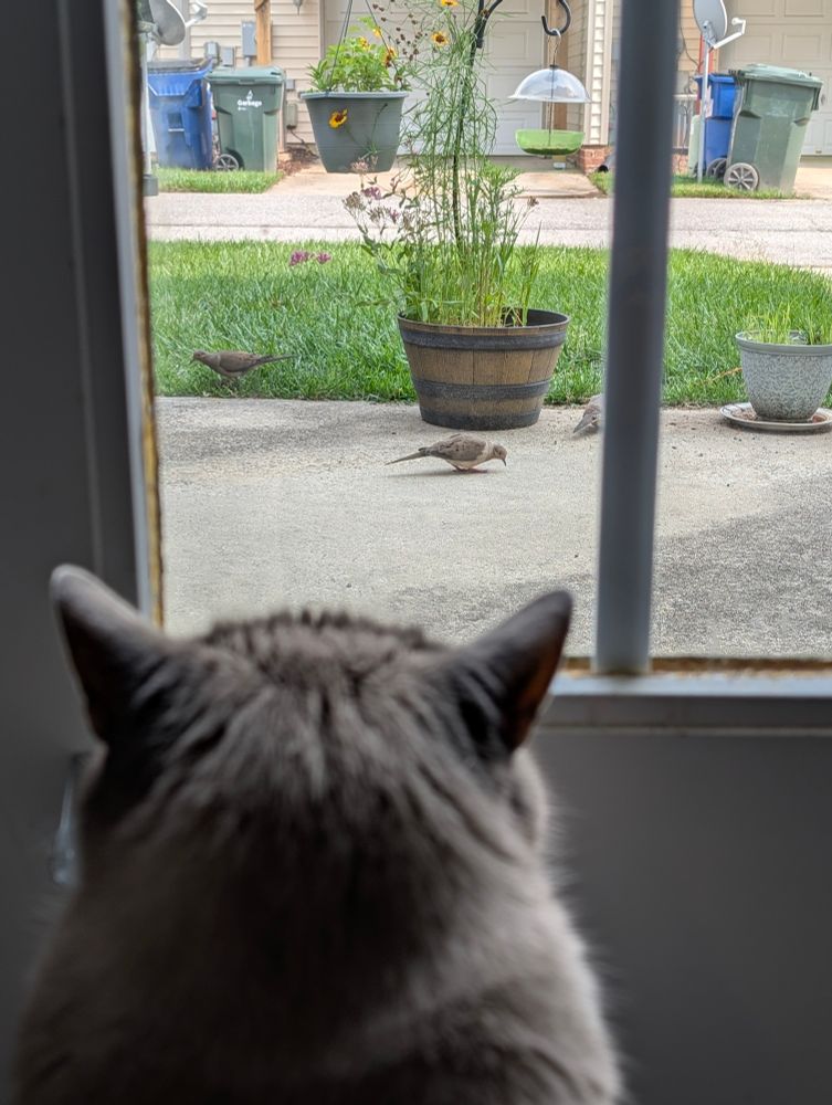 From behind the head of a fat gray cat, we watch mourning doves peck for seed on the back patio.