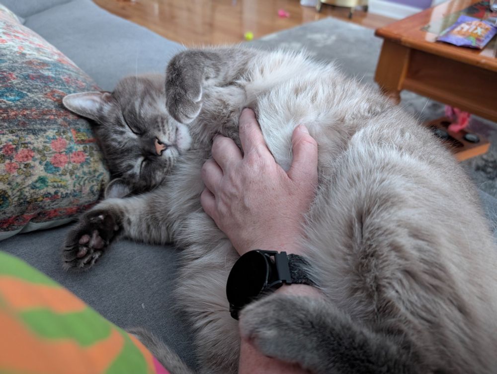 A sleeping big gray tom cat (technically lilac point Siamese, but clearly with a solid dose of tabby) rolls over to allow his fluffy tummy to get scritches. His back feet are in pre-bunny kick position, ready to scratch and bite if it's too much. But for now, he's happy to snooze on the sofa next to his person.