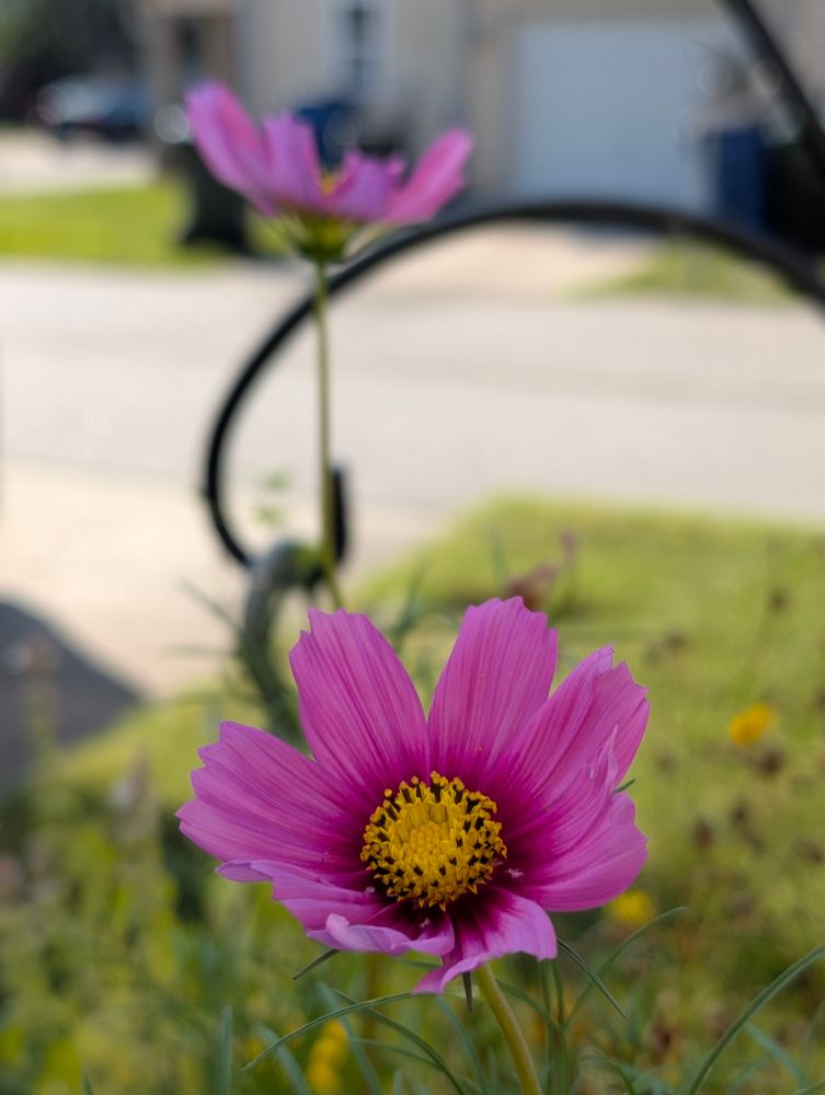 A pink Cosmo flower with a yellow center is in focus. Out of focus in the background are another pink flower, a metal shepherd hook with a hanging basket, a small patch of grass, and a gray road.