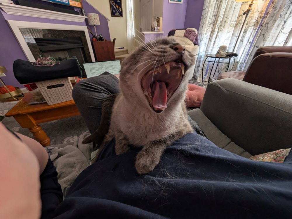 A sleepy gray cat yawns widely as he sits on my lap 
