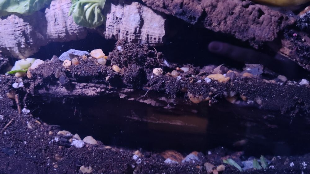 The front side of my new tank. There is a piece of wood leaning up against the glass, creating a pocket in the dirt. That is about 1-2inches deep and 5-6inches wide.