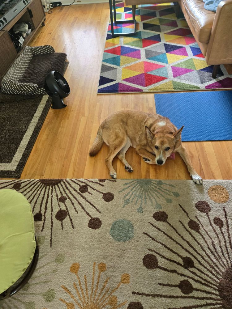 A red dog lying on a hardwood floor, surrounded by colorful rugs, a bright blue yoga mat,  and a brown and tan pet bed.