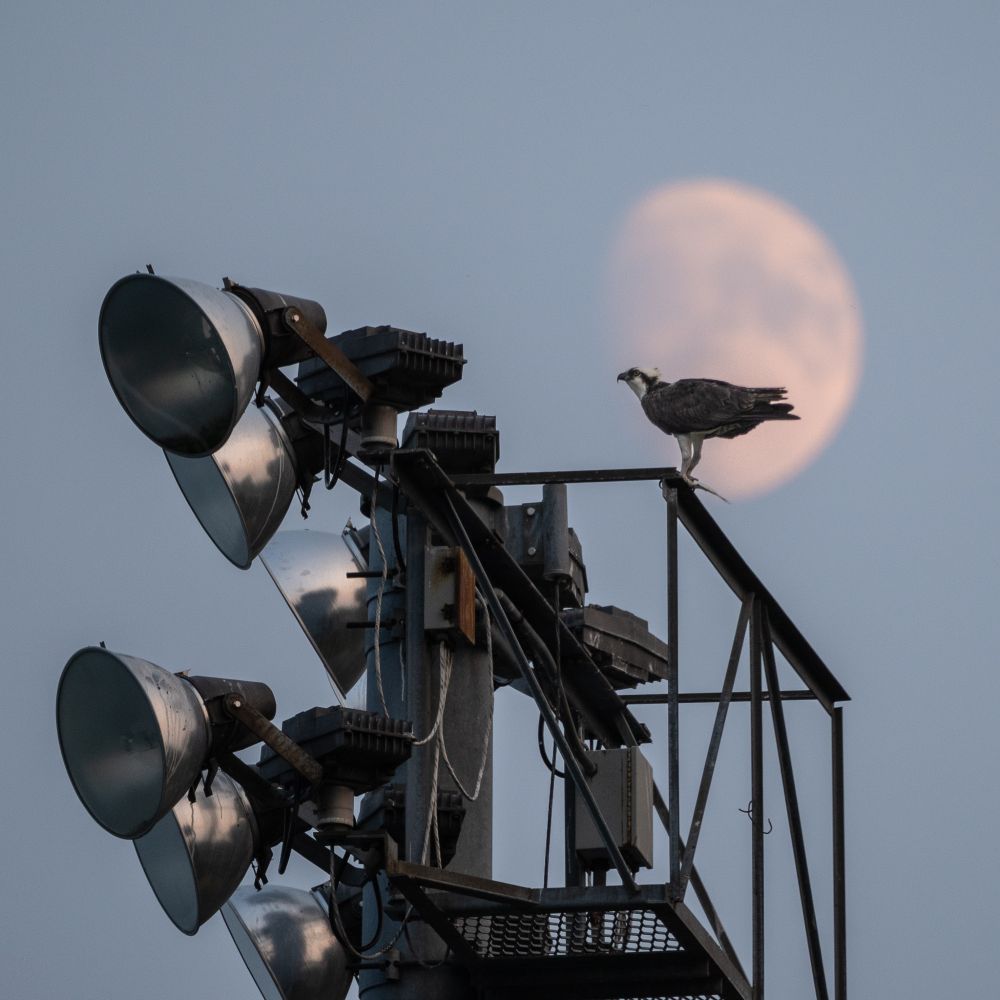 An osprey holds a fish on a large bank of lights above a football field near sunset. It is silhouetted against the out-of-focus moon.