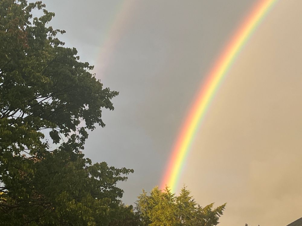 The left edge of a double rainbow descending into a tree. The inner rainbow is quite bright and the outer is much fainter 