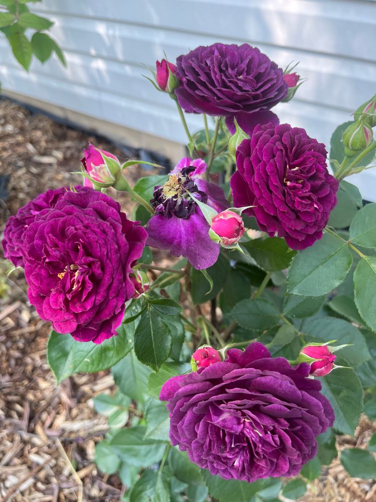 Several deep purple roses, with double petals seen above dark green foliage and brown mulch below. 