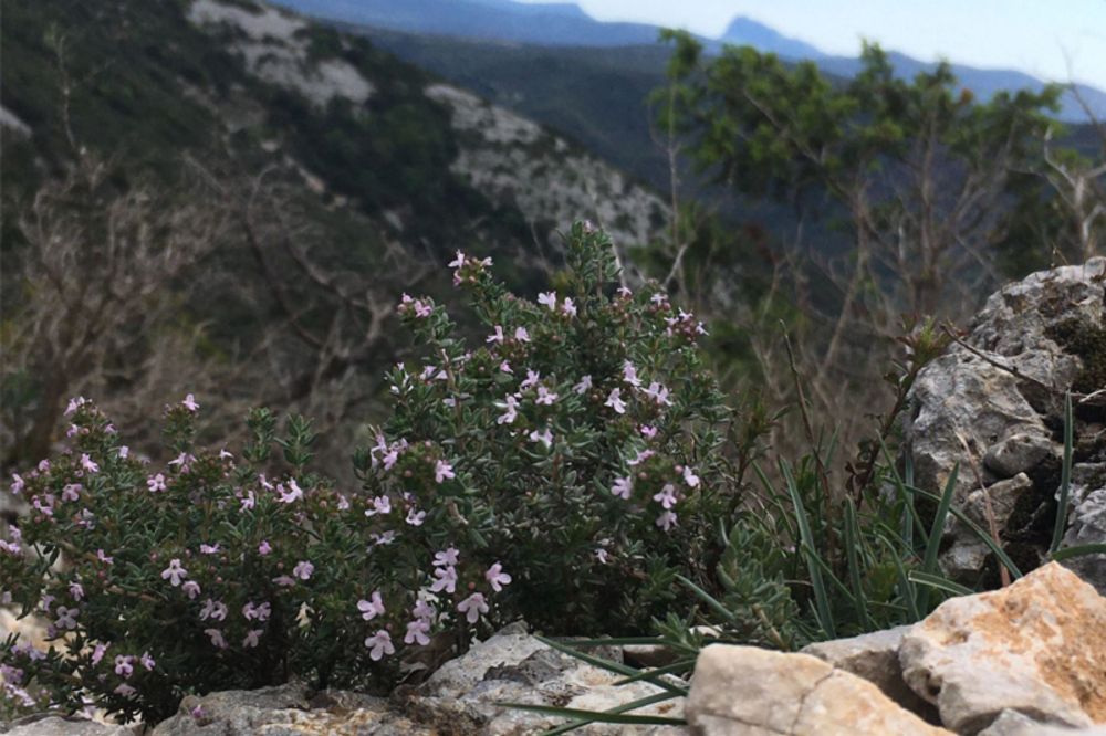 Mapping the genomic basis of common thyme aromatic diversity and its adaptive significance for ecotype formation and climate change adaptation - Biodiversity Genomics Europe