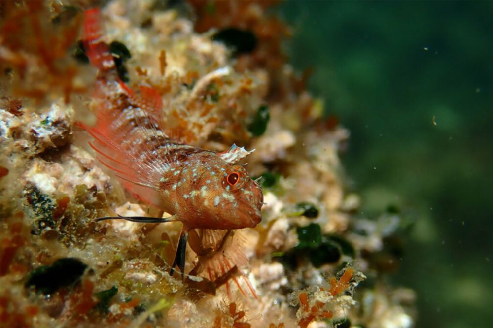 Diving into genomic discovery: Finalizing high-quality genomes of the Triplefin blenny and Adriatic dwarf goby - Biodiversity Genomics Europe