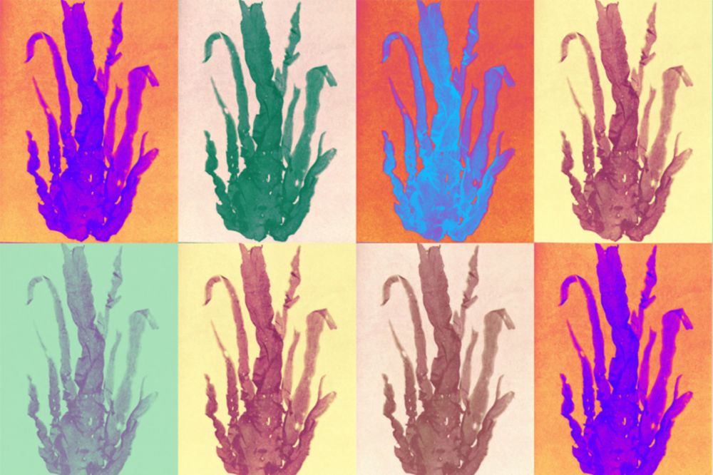 New reference genomes for European red algae - Biodiversity Genomics Europe