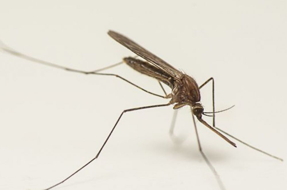 Analysing the genomic basis of vectorial capacity and insecticide resistance in Culex species using reference genomes and population genomics. - Biodiversity Genomics Europe