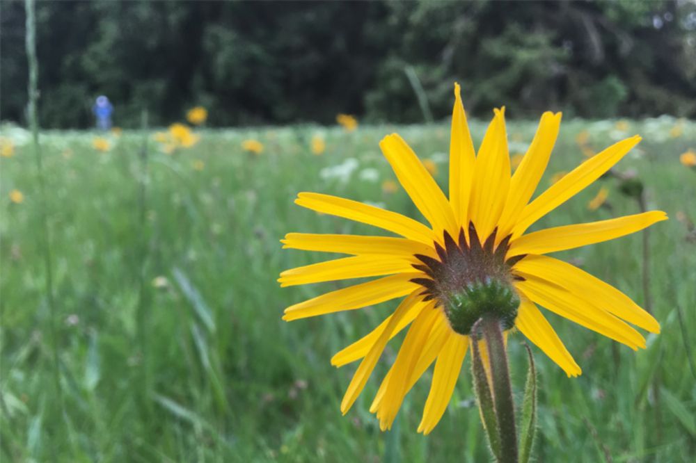 Connecting past and future: range-wide genomic monitoring for Arnica - Biodiversity Genomics Europe
