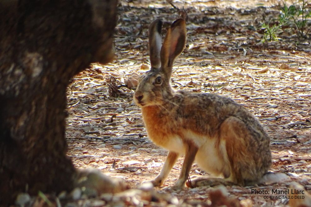 MyxoHares: Unravelling the genomic landscape of myxomatosis susceptibility in Iberian hares - Biodiversity Genomics Europe