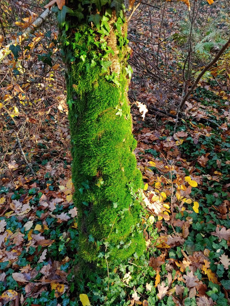 Moss and ivy on a birch trunk. Ivy and fallen brown and yellow leaves on the forest floor.