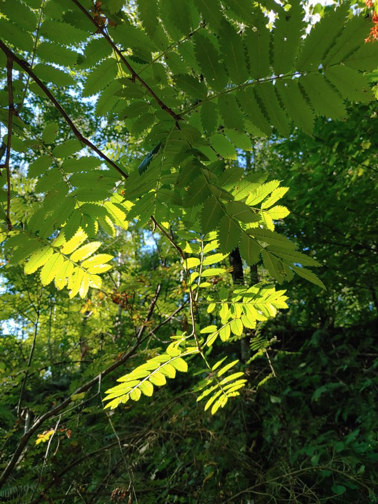 Rowan leaves either yellow by sunlight or green and little spots of blow sky. Green forest floor below.