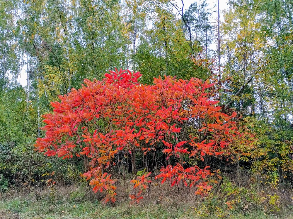 'Essigbaum' with crimson leaves on the edge of the forest, surrounded by birches with mostly green leaves and parts of pale blue sky behind.