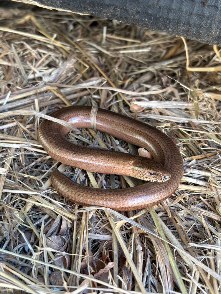 Slow worm on straw