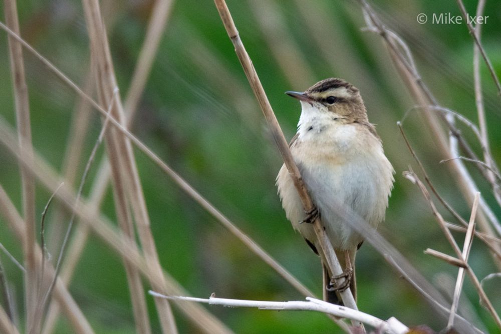 A Sedgewick warbler sat proudly on a reed stem.