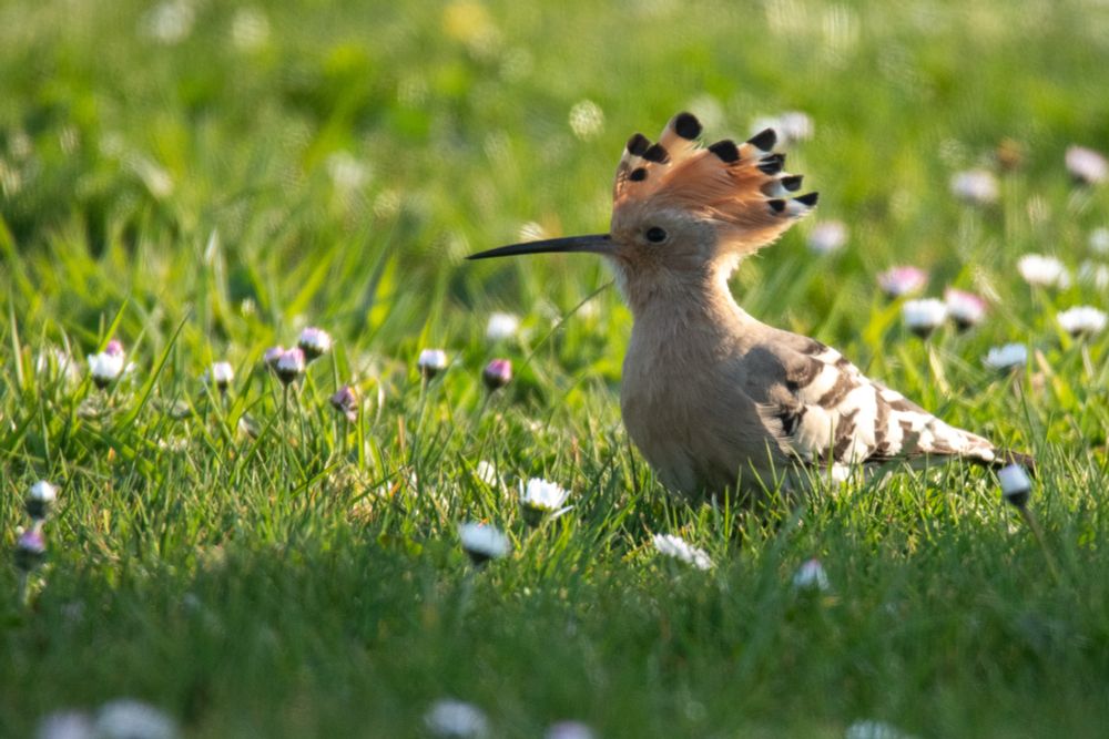 A pinky orange hoopoe with black and white wing patterns and a crest on top of its head.