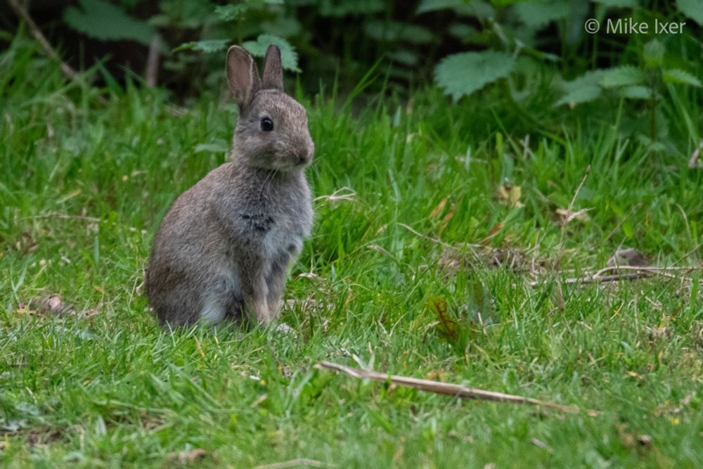 A young rabbit sat in the grass looking attentive.